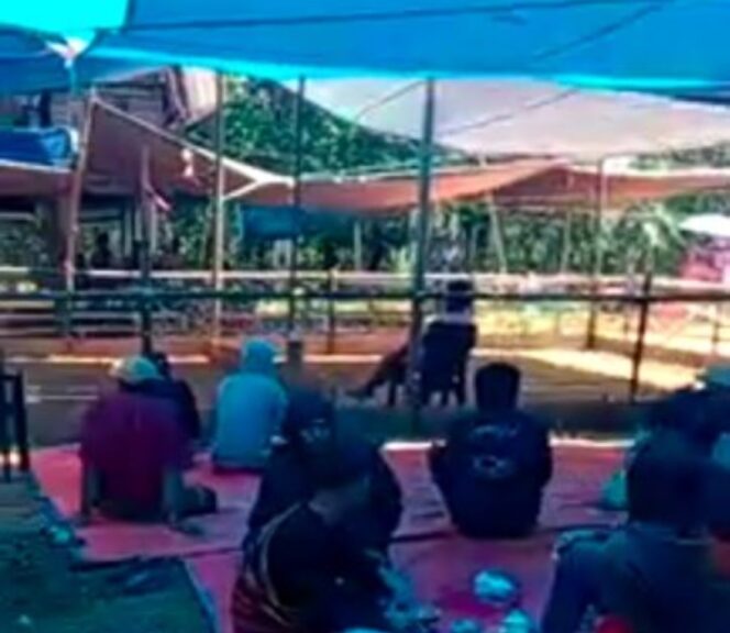 <div  >SABUNG AYAM--- Arena sabung ayam di Sesean, Toraja Utara diabadikan, Kamis (10/9/2026)</div>